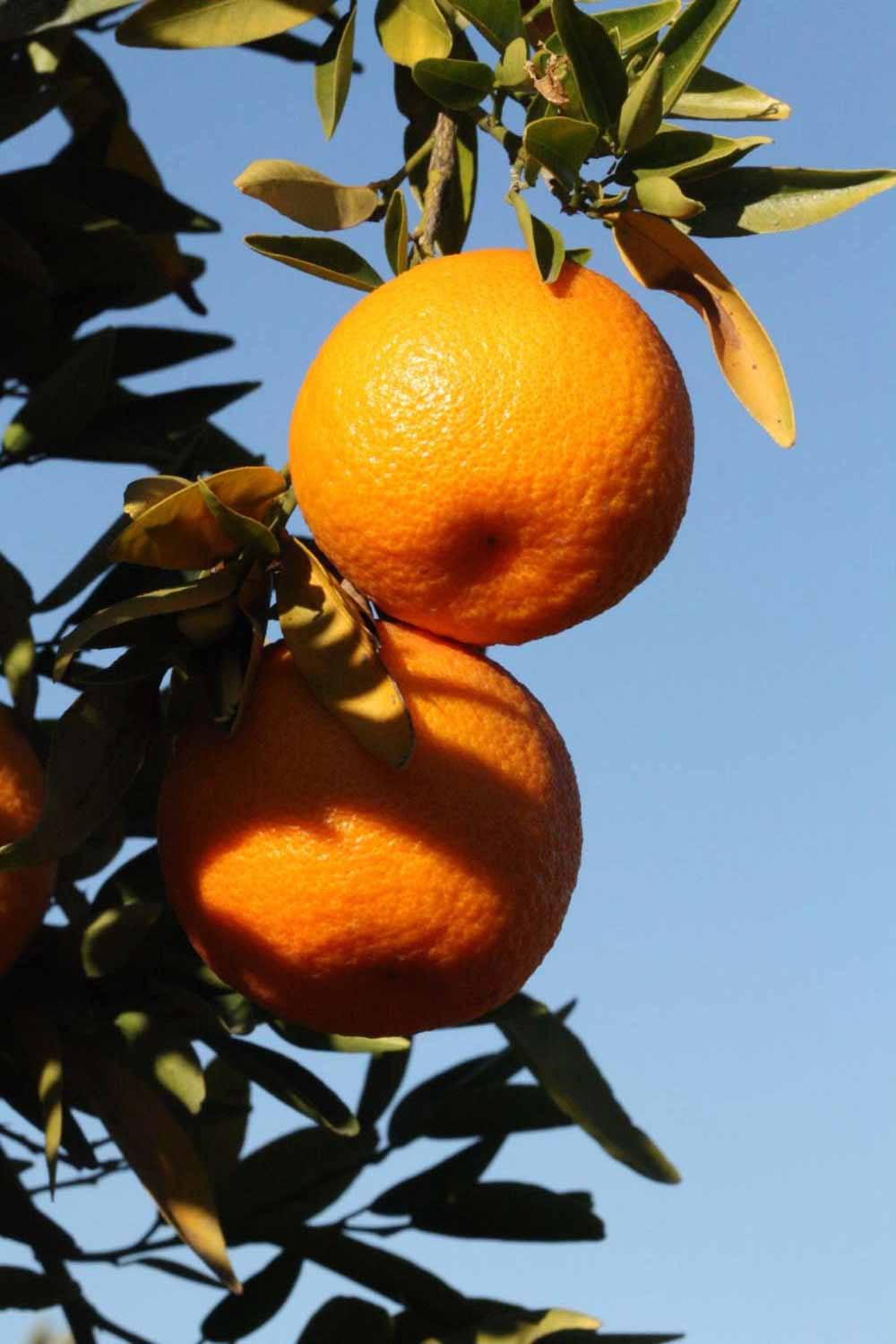              Fruit (Riverside, CA)       